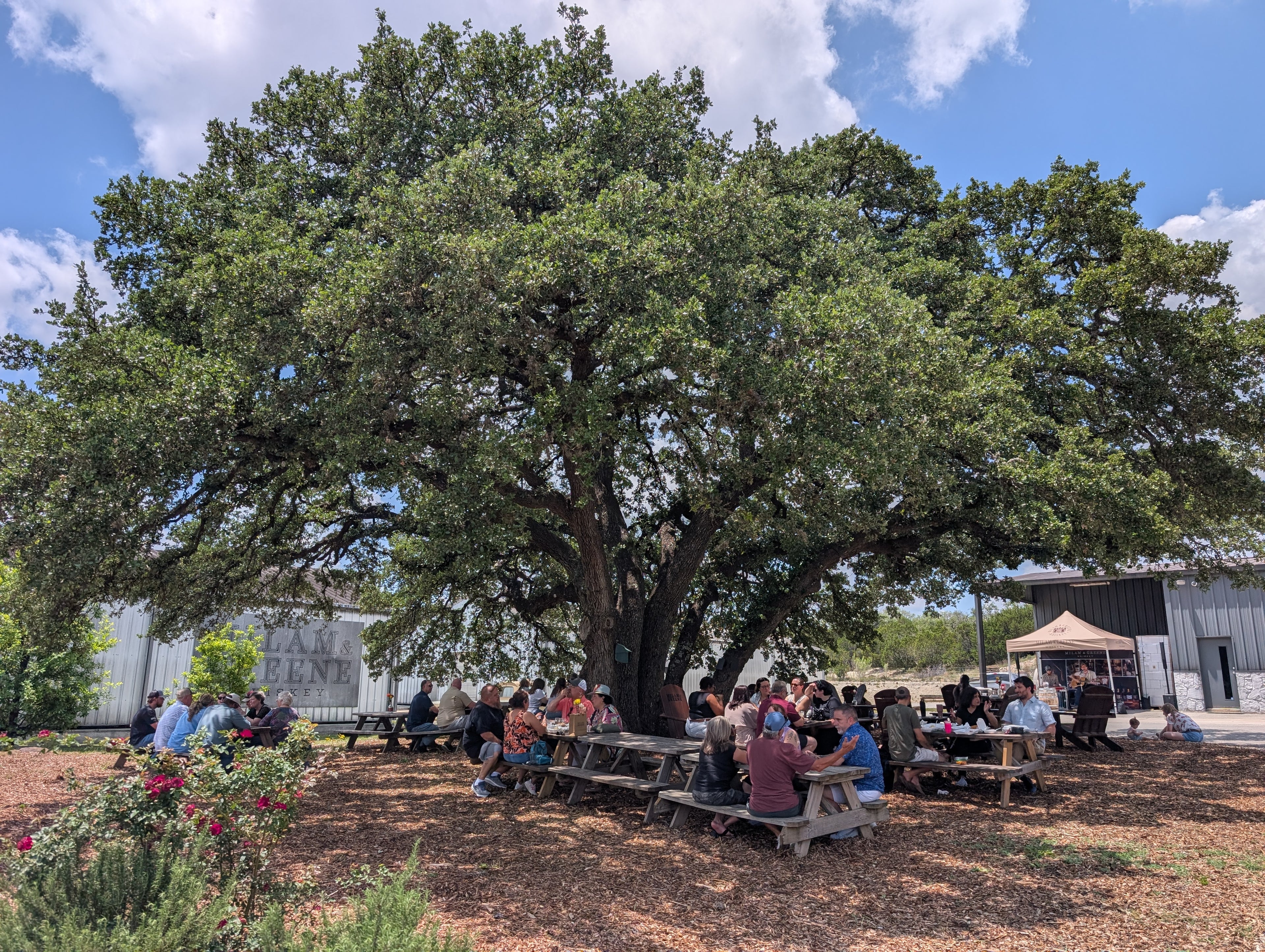 2026 Wildlife Collection: Live Oak Straight Bourbon